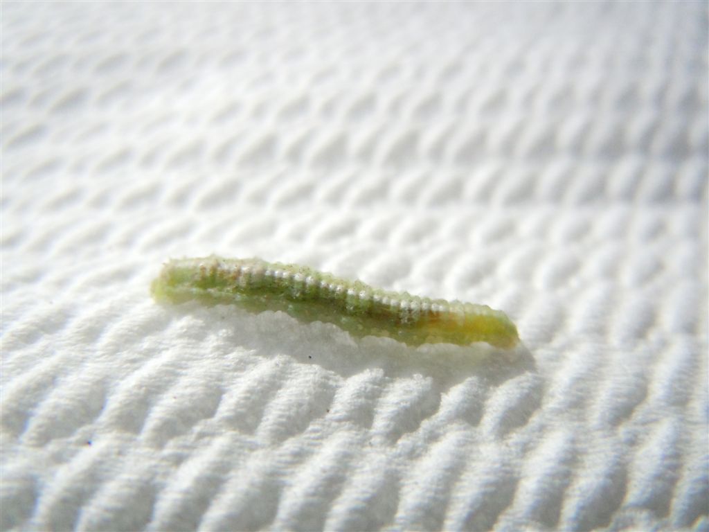 Larva di Syrphidae